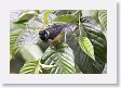 LaPaz - 008 * Spangled-cheeked Tanager * Spangled-cheeked Tanager
